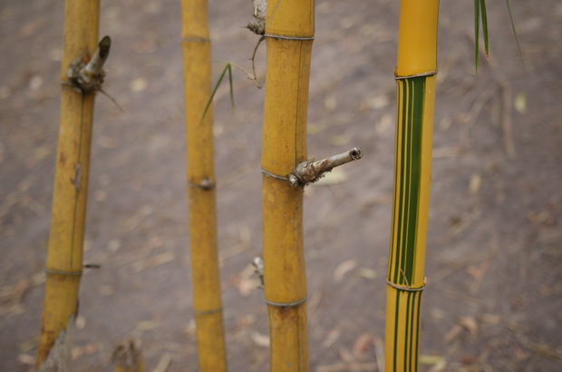 бамбук ползи