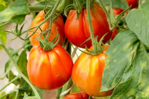 домати разсад