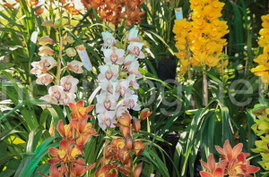 Видове орхидеи