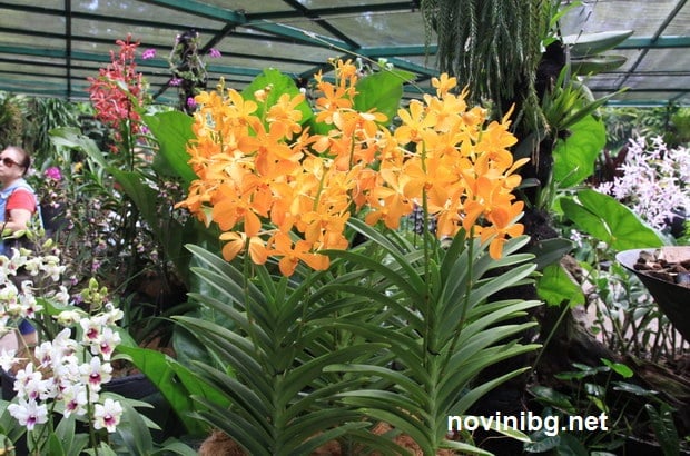 орхидеи адаптиране