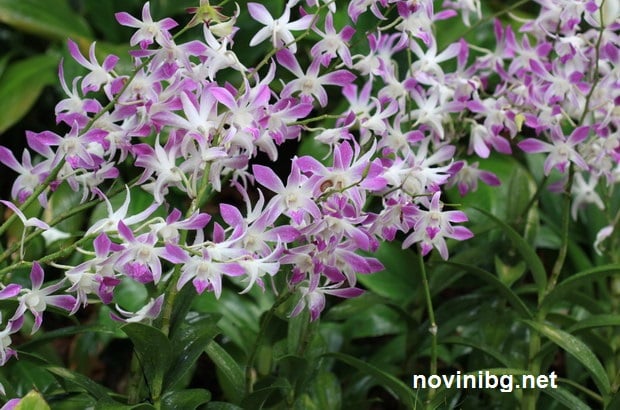 поливане на орхидеята