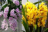 орхидеи плантация