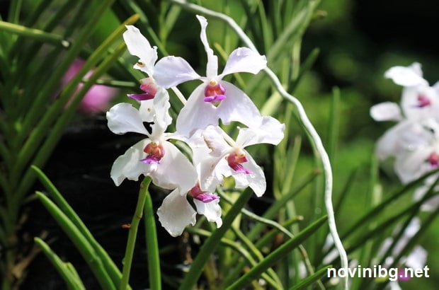орхидеи цъфтеж