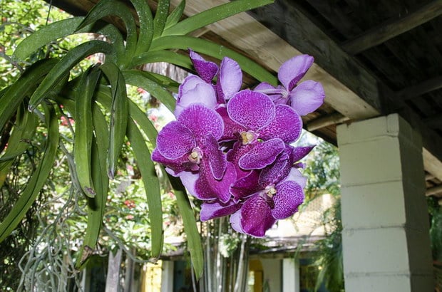 орхидея кошница