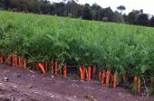моркови отглеждане