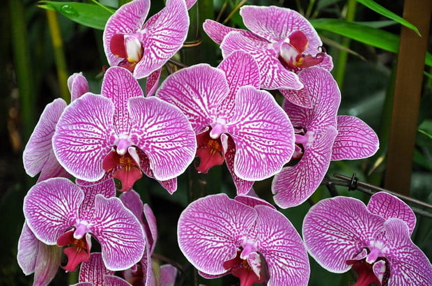 орхидея обилен цъфтеж