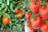 отглеждане на домати