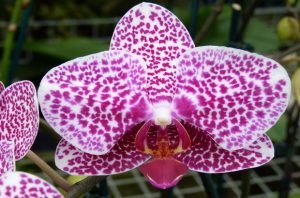 орхидеи опасности