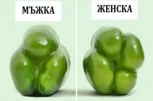 чушките