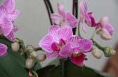 орхидеи съвети