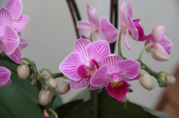 орхидеи съвети