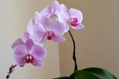 домашен тор за орхидеи