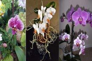 пресаждане на орхидеи