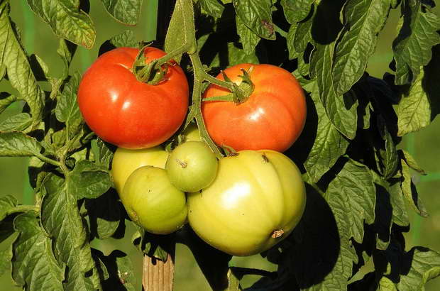 засаждането на домати