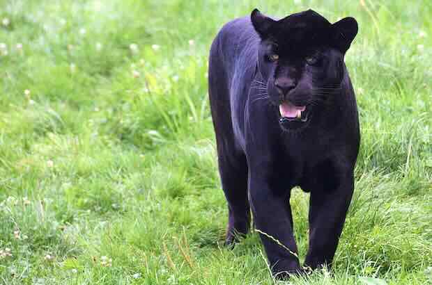 черна пантера