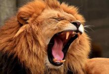зодия Лъв